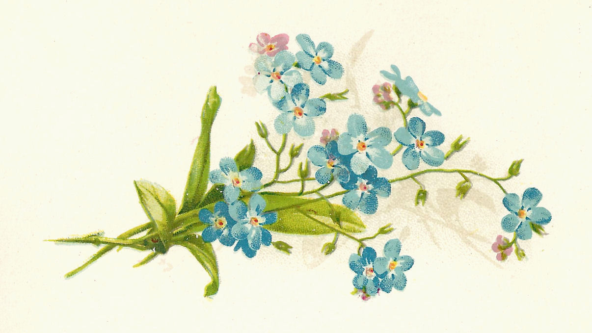Antique Images  Free Flower Clip Art  Vintage Illustration Of Sprig Of