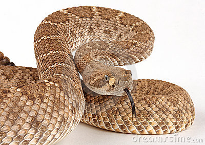 Diamondback Rattlesnake Clipart Images   Pictures   Becuo