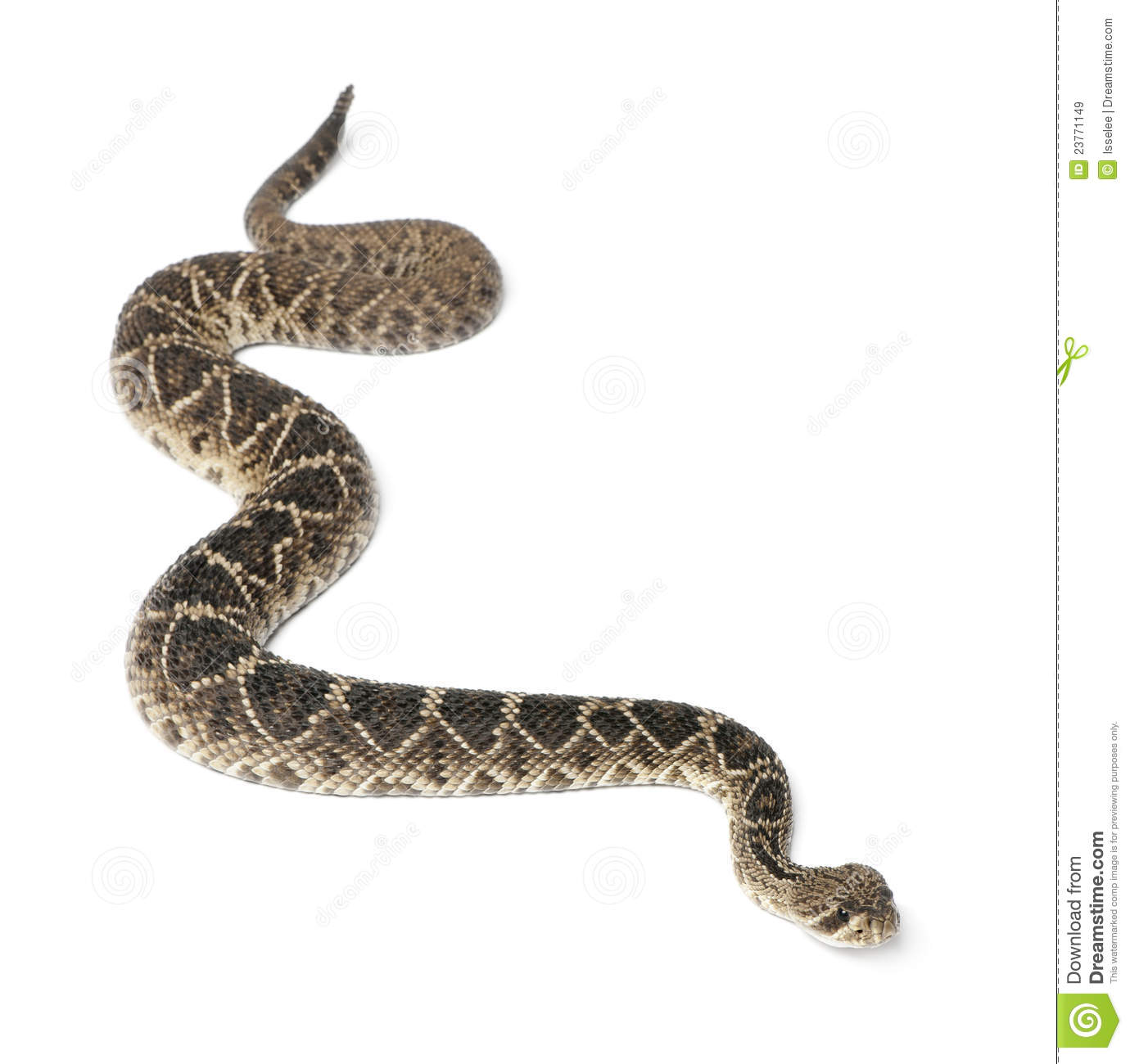 Eastern Diamondback Rattlesnake Royalty Free Stock Images   Image