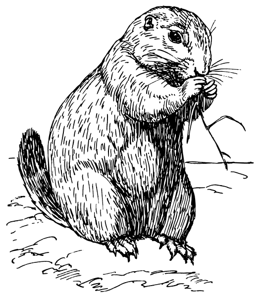 Free Prairie Dog Clipart   Clipart Picture 1 Of 1