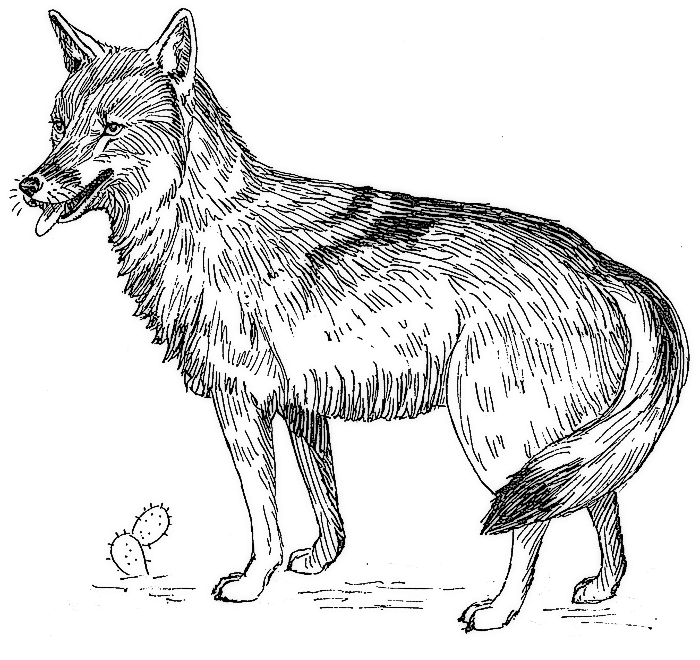 Search Terms  American Jackal American Jackal Black And White Brush    