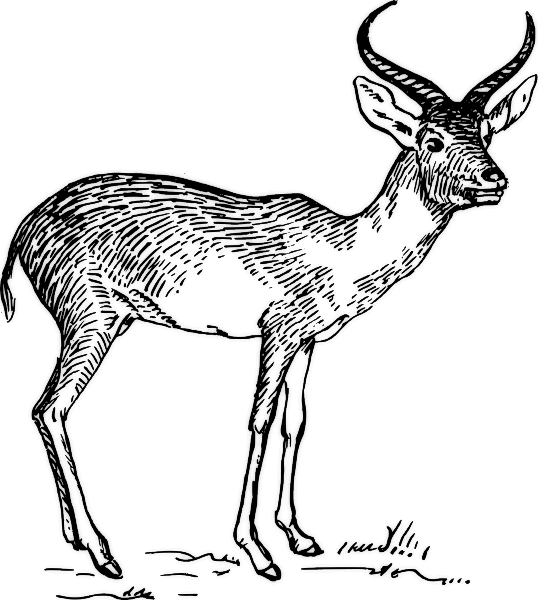 Search Terms  Antelope Head Black And White Bw Coloring Page Horns