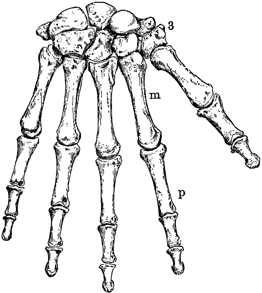 Bones Of The Human Hand And Wrist