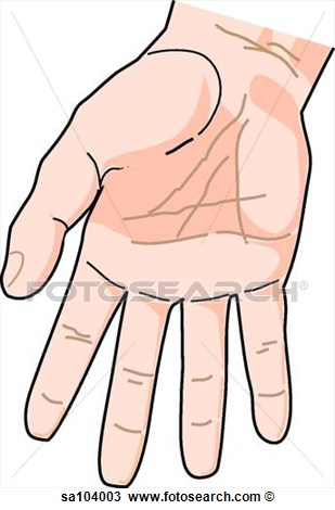Of The Anterior Arm  Wrist And Hand    Fotosearch   Search Clipart    