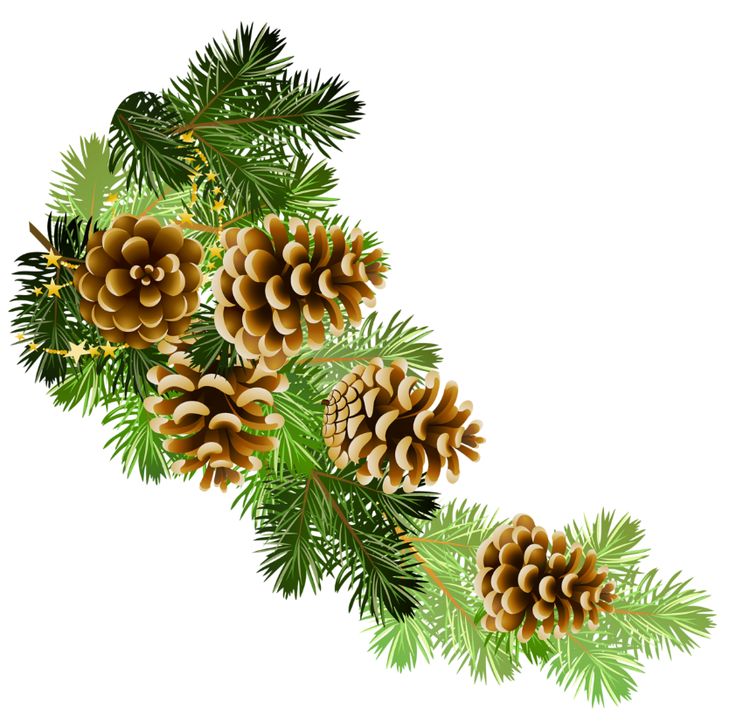 Pine And Pine Cones Branch Border Clip Art   Clip Art Everyday For