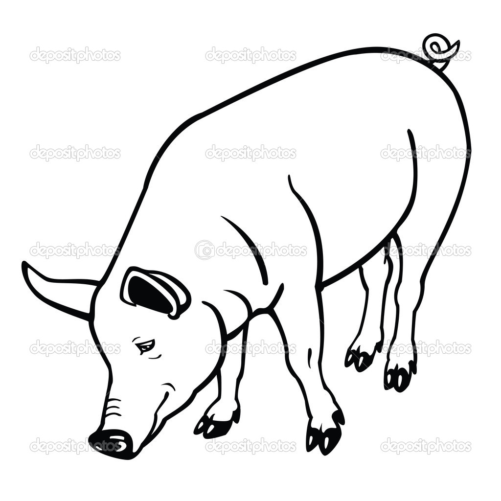 Standing Pig Black And White   Stock Vector   Insima  13143577