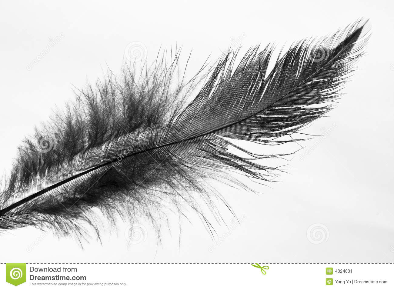 Black Feather Stock Image   Image  4324031