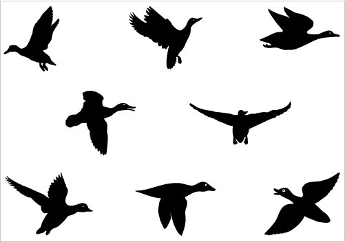 Flying Duck Silhouette Vector Graphicscategory  General Vector    