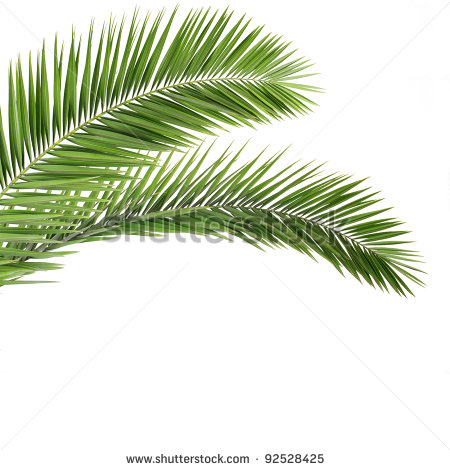 Palm Leaf Stock Photos Illustrations And Vector Art