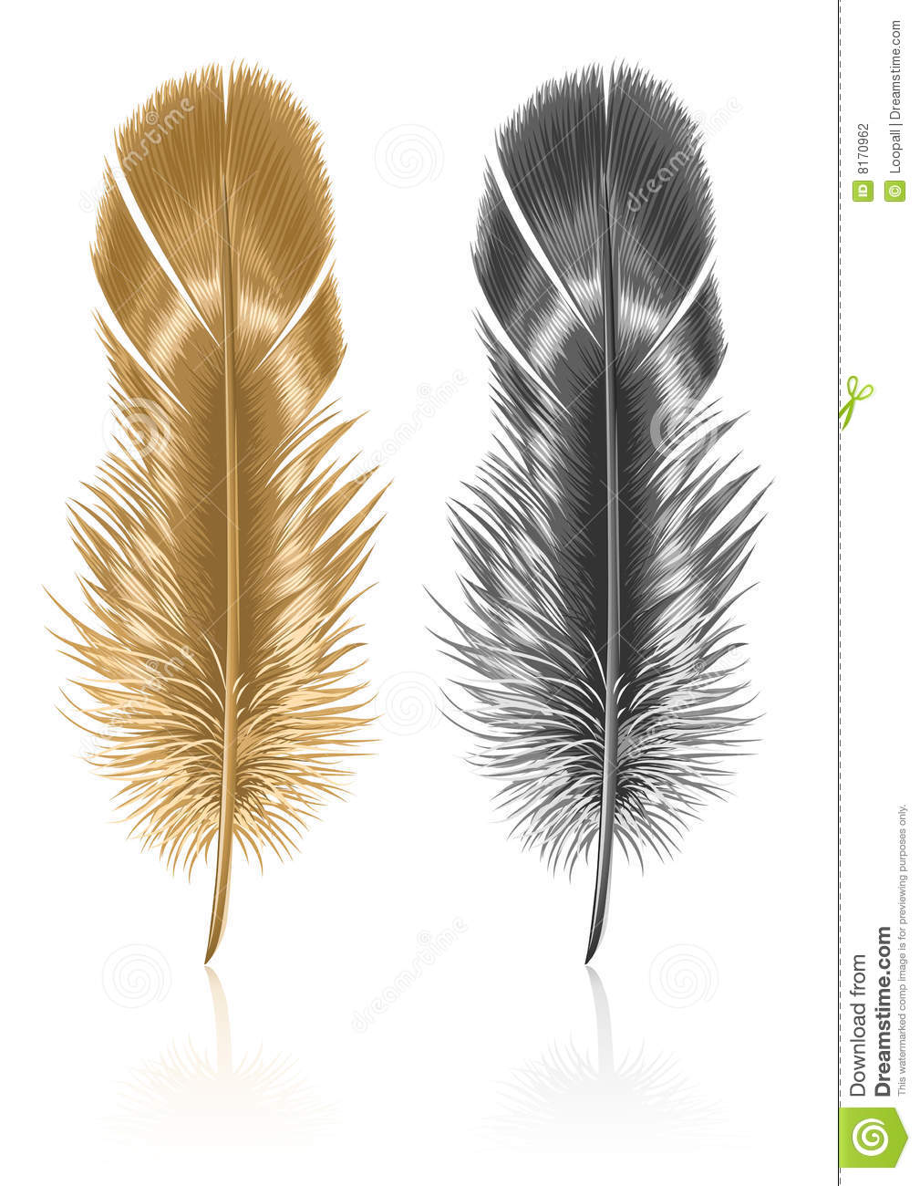 Bird Feather Isolated On White Background Stock Photography   Image