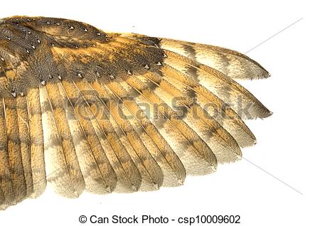 Stock Photography Of Bird Wing Feather Texture Background Csp10009602
