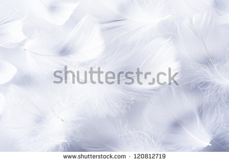 White Feather Of Bird For Background Image   Stock Photo