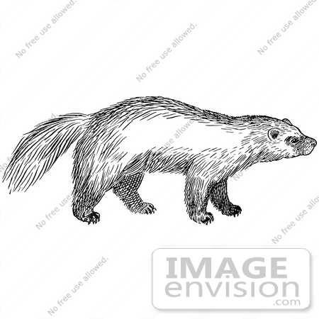 61541 Clipart Of A Wolverine In Black And White   Royalty Free Vector