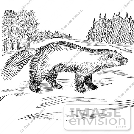 61578 Clipart Of A Wolverine In A Meadow In Black And White   Royalty