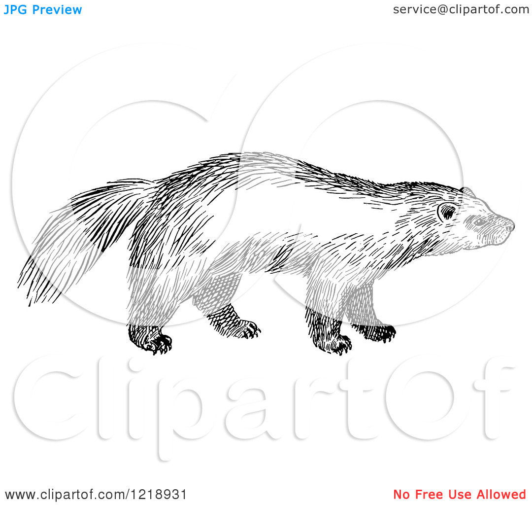 Clipart Of A Black And White Wolverine   Royalty Free Vector