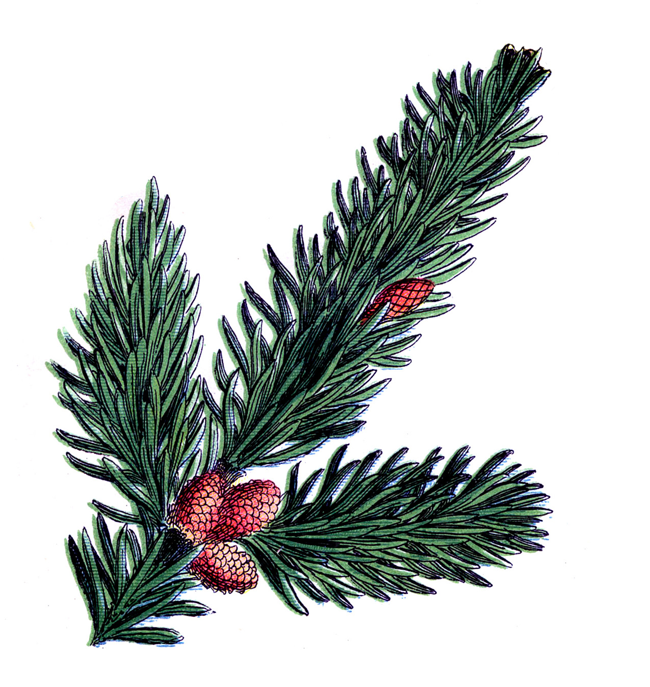 Vintage Christmas Pine Cone Clip Art