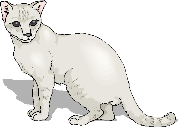 White Cute Free Cat Clipart