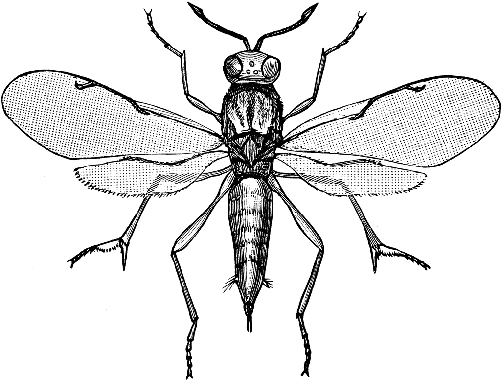 Chalcid Wasp   Clipart Etc