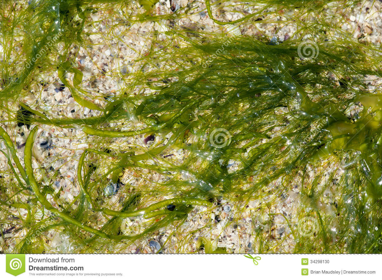 Enteromorpha Intestinales Green Algae In An Atlantic Rockpool In