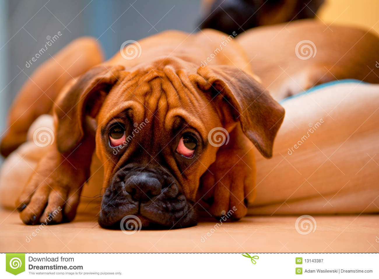 German Boxer   Sad Puppy Dog Royalty Free Stock Photography   Image    