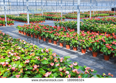 Modern Agriculture Clipart Flowers Plant Grow In Greenhouse Red    