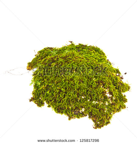Moss Stock Photos Images   Pictures   Shutterstock