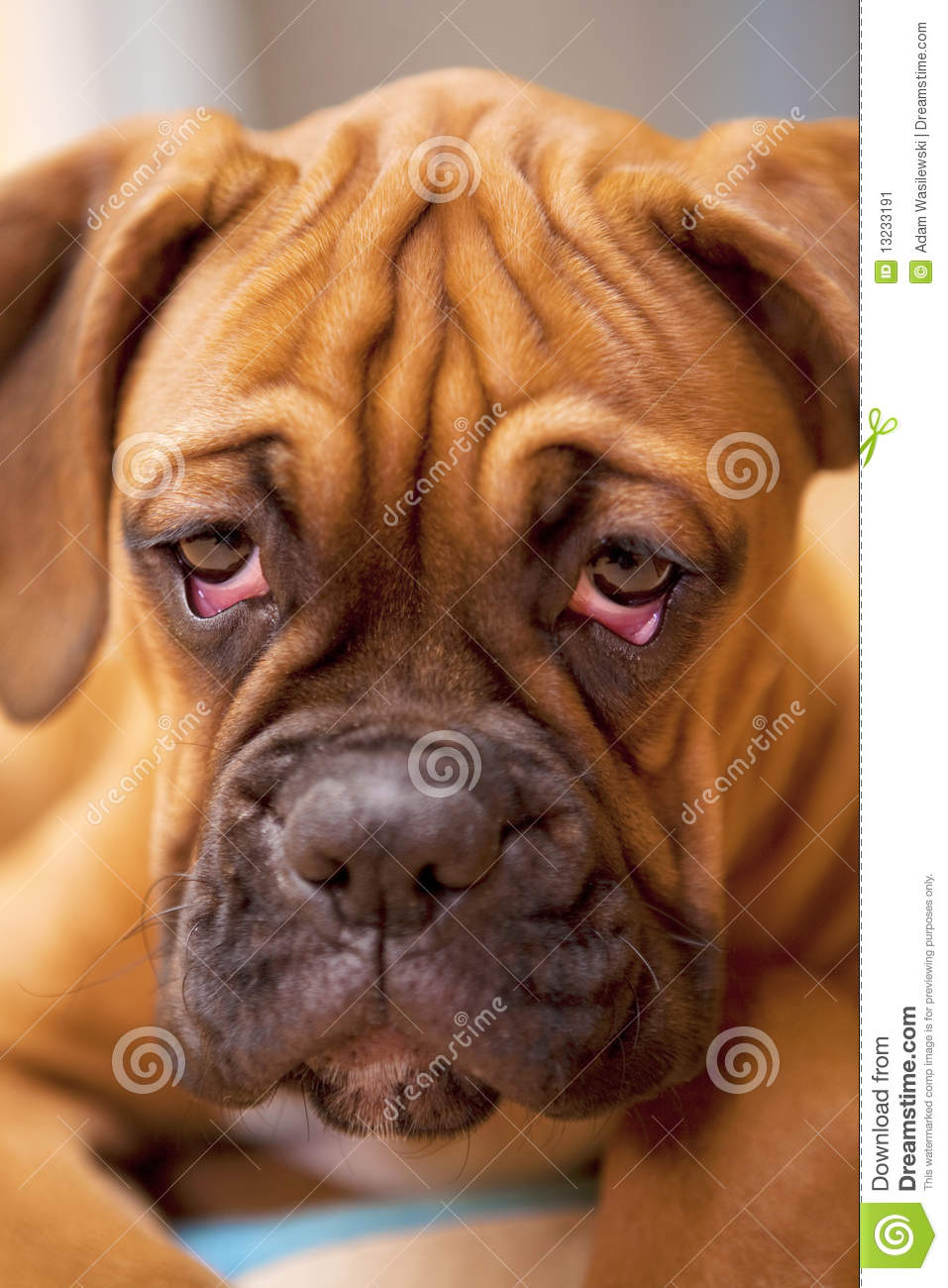 Sad Puppy Clipart German Boxer   Puppy Dog With