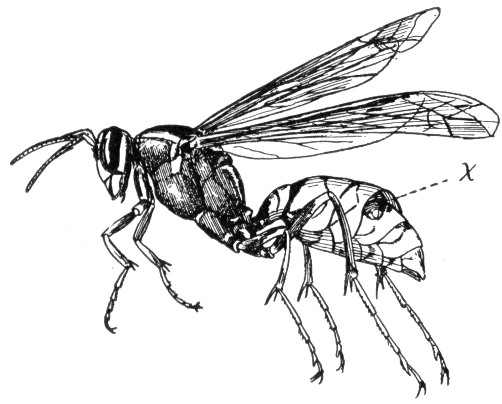 Wasp   Clipart Etc