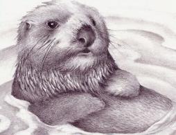 Free Sea Otter Clipart