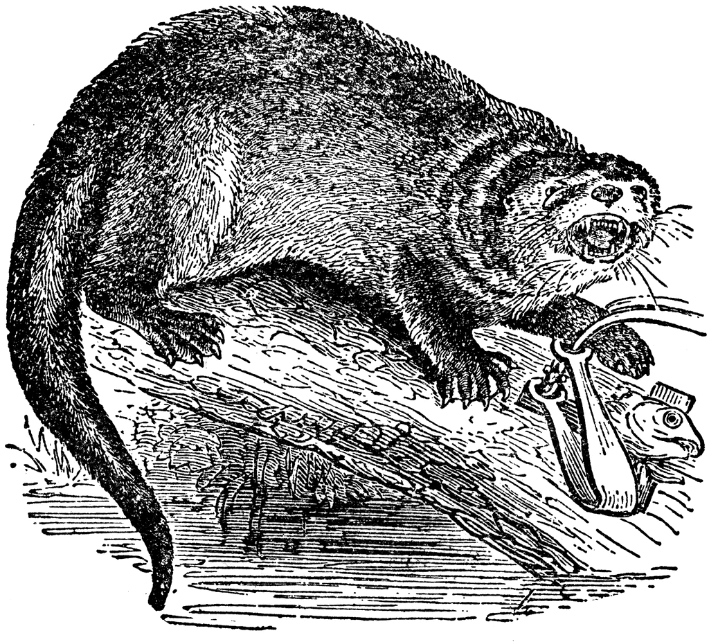 Otter Clipart