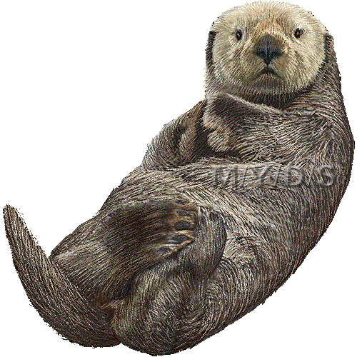 Sea Otter Clipart Graphics  Free Clip Art