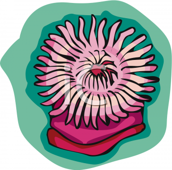 Sea Urchin Clipart