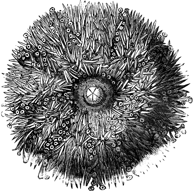 Sea Urchin   Clipart Etc