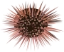 Sea Urchin Silhouette