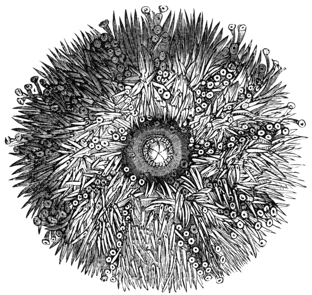 Under Side Of A Sea Urchin   Clipart Etc
