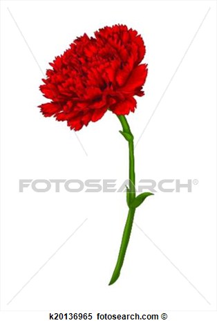 Beautiful Red Carnation Isolated On White Background  View Large Clip