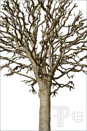 Brown Bare Tree Clipart Image Of A Trimmed Spring Tree