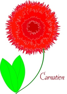 Carnation Clip Art Images Carnation Stock Photos   Clipart Carnation    
