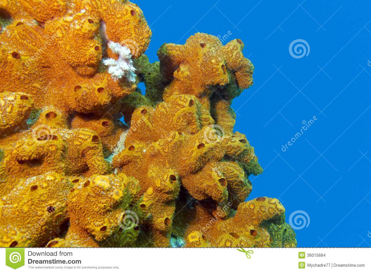 Coral Reef With Sea Sponge On Bottom Of Tropical Sea Isolated On Blue