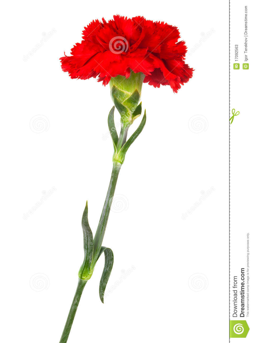 Red Carnation Close Up Stock Photos   Image  17092563