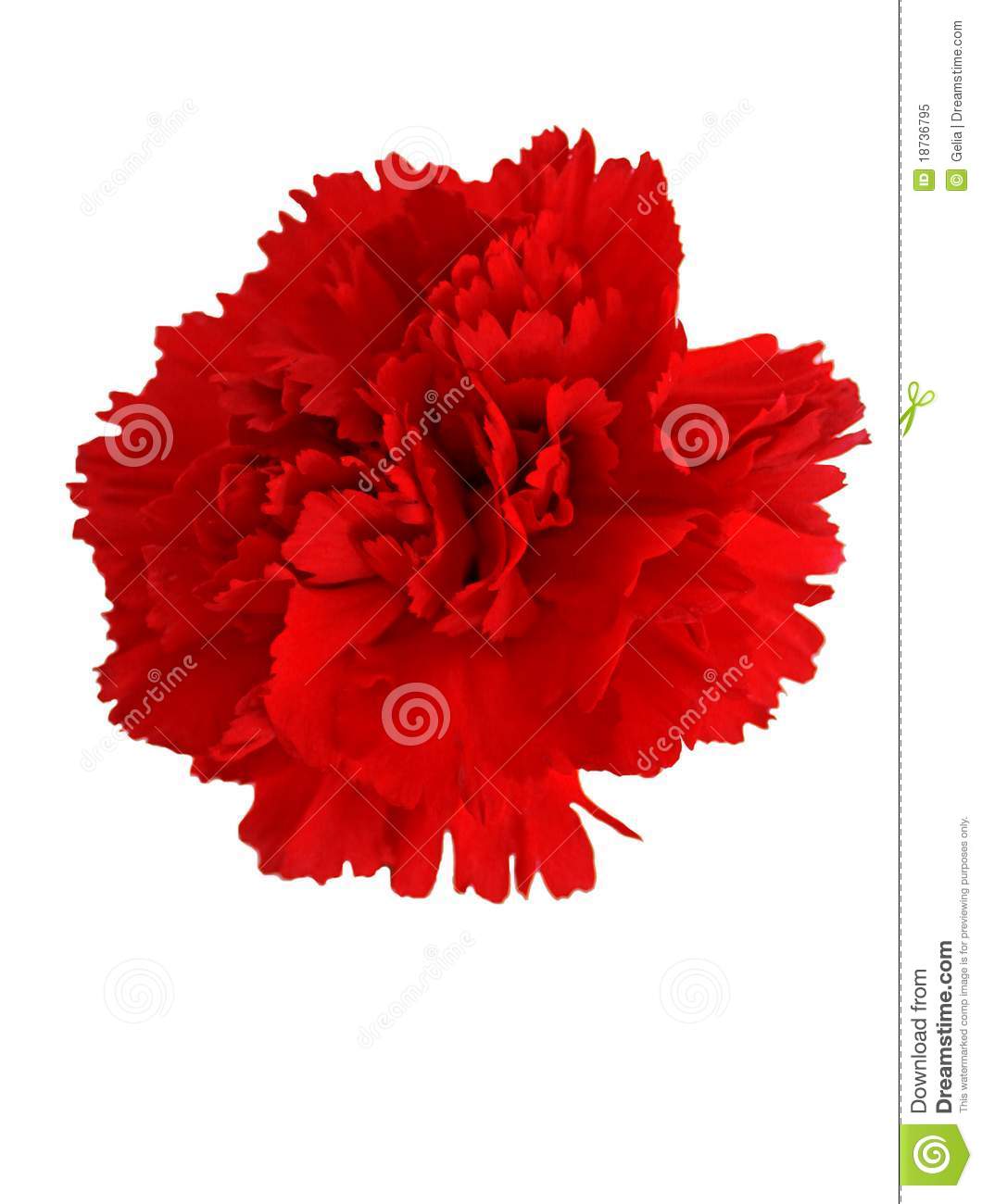 Red Carnation Royalty Free Stock Photo   Image  18736795
