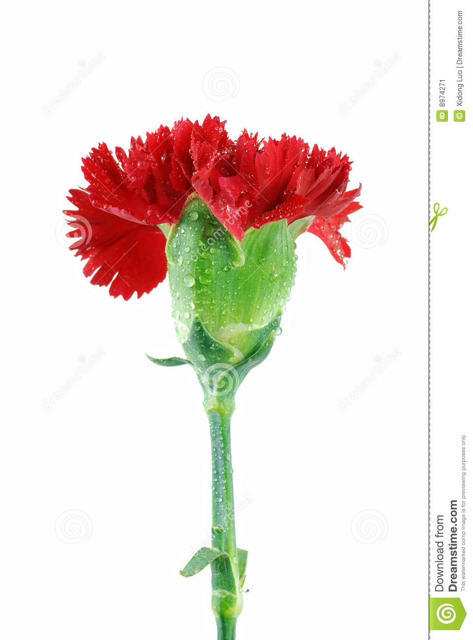 Red Carnation Stock Image   Image  8974271