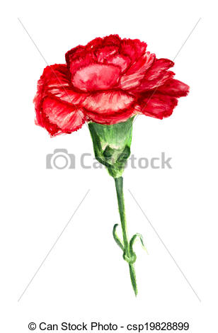     Red Flower Of Carnation    Csp19828899   Search Vector Clipart