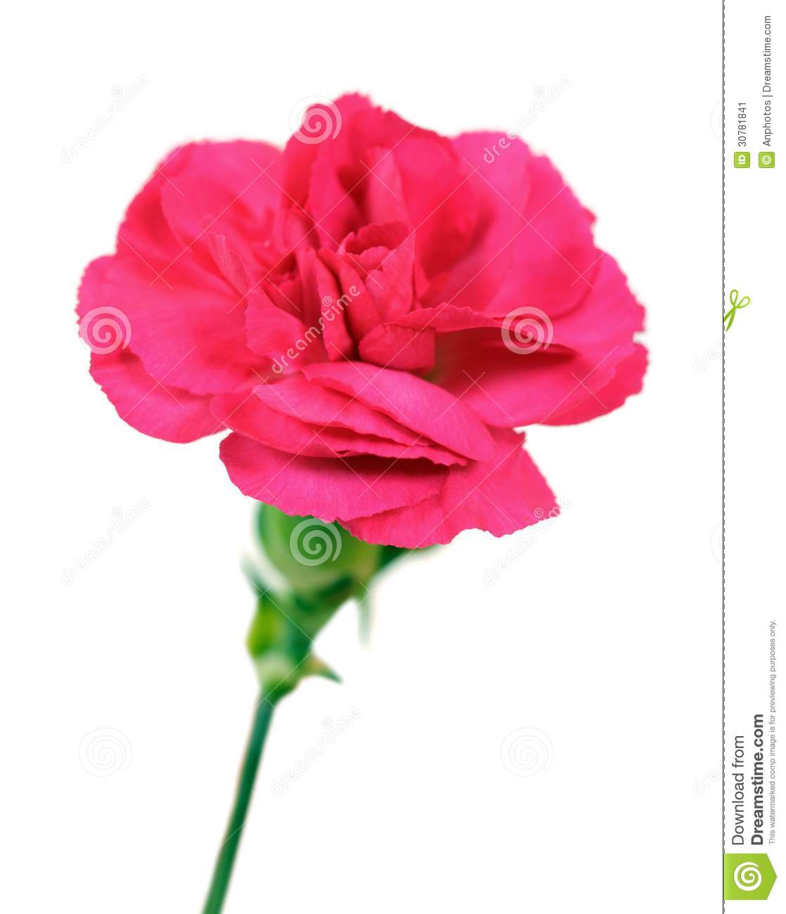 Red Pink Carnation Isolated On White Background 