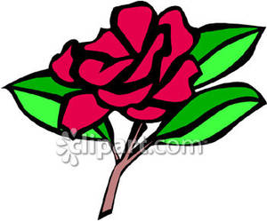 Single Red Carnation Royalty Free Clipart Picture