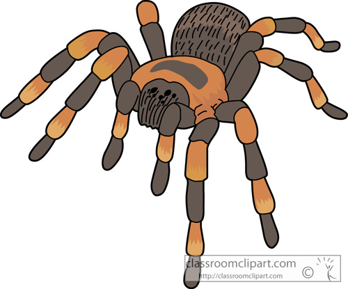 Download Spiders Tarantula Crca