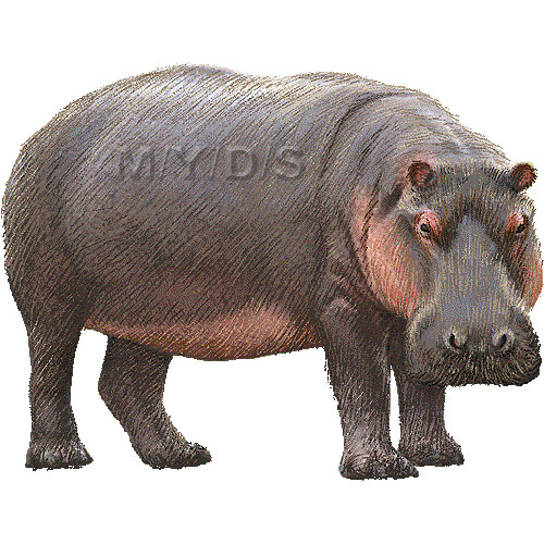 Hippopotamus Hippo Clipart Picture   Large