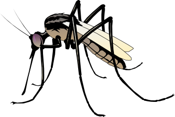 Mosquito Bold   Http   Www Wpclipart Com Animals Bugs M Mosquito