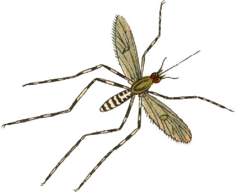 Mosquito Clipart   Clipart Panda   Free Clipart Images