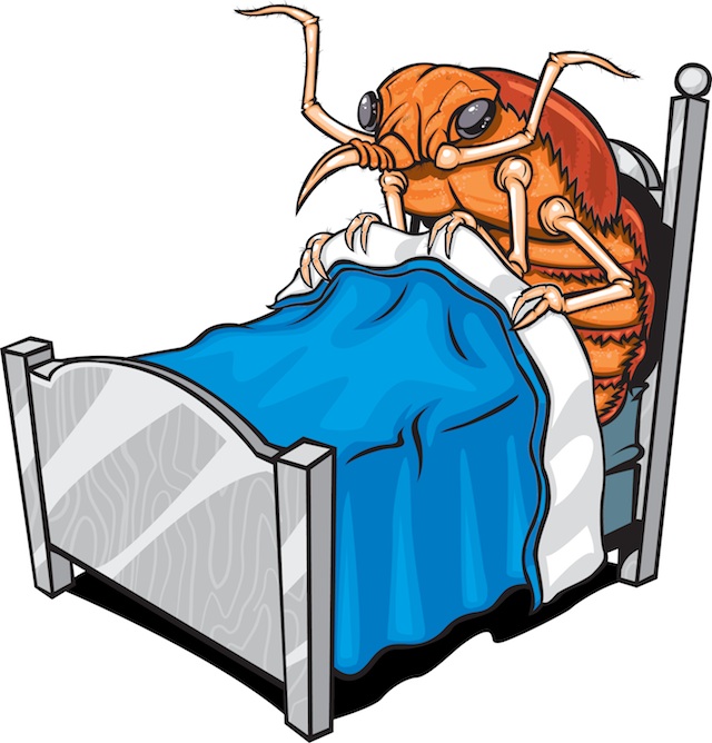 Bed Bug Photos Clipart Images   Pics  What Do Bed Bugs Look Like